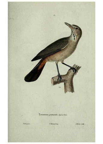 Reproducción/Reproduction 8202116647: Oiseaux /. Paris :A. Bertrand,1839