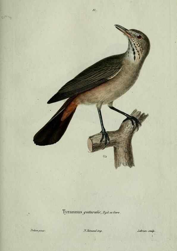 Reproducción/Reproduction 8202116647: Oiseaux /. Paris :A. Bertrand,1839