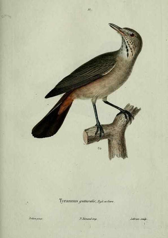 Reproducción/Reproduction 8202116647: Oiseaux /. Paris :A. Bertrand,1839