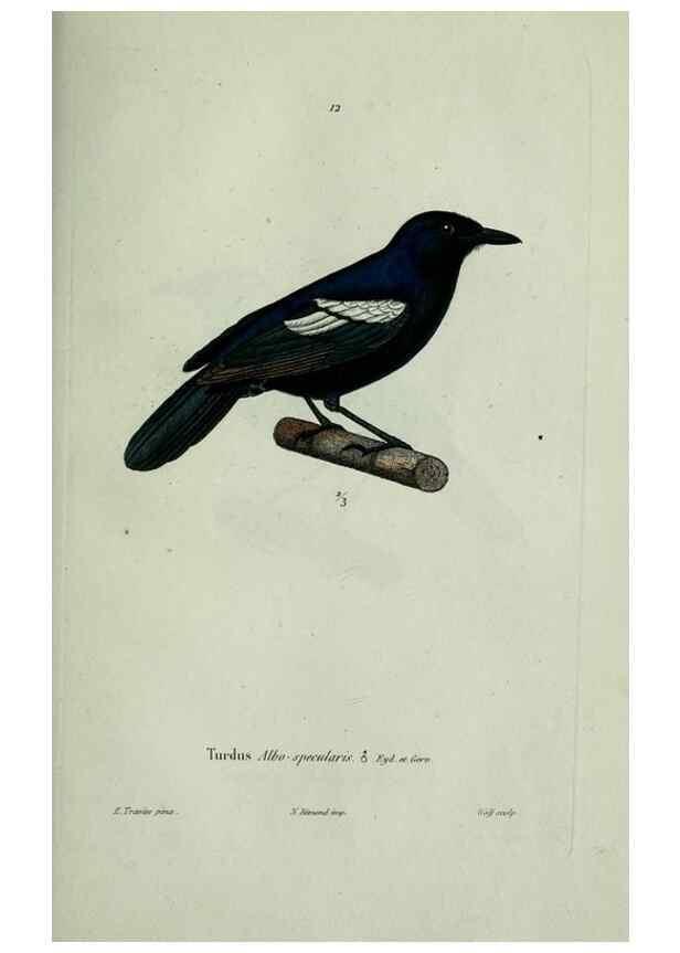 Reproducción/Reproduction 8203208168: Oiseaux /. Paris :A. Bertrand,1839