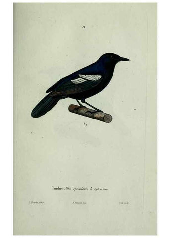 Reproducción/Reproduction 8203208168: Oiseaux /. Paris :A. Bertrand,1839