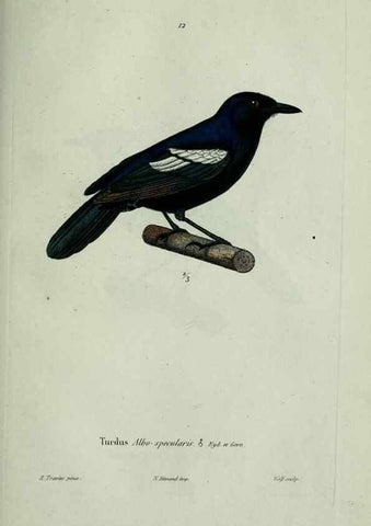 Reproducción/Reproduction 8203208168: Oiseaux /. Paris :A. Bertrand,1839