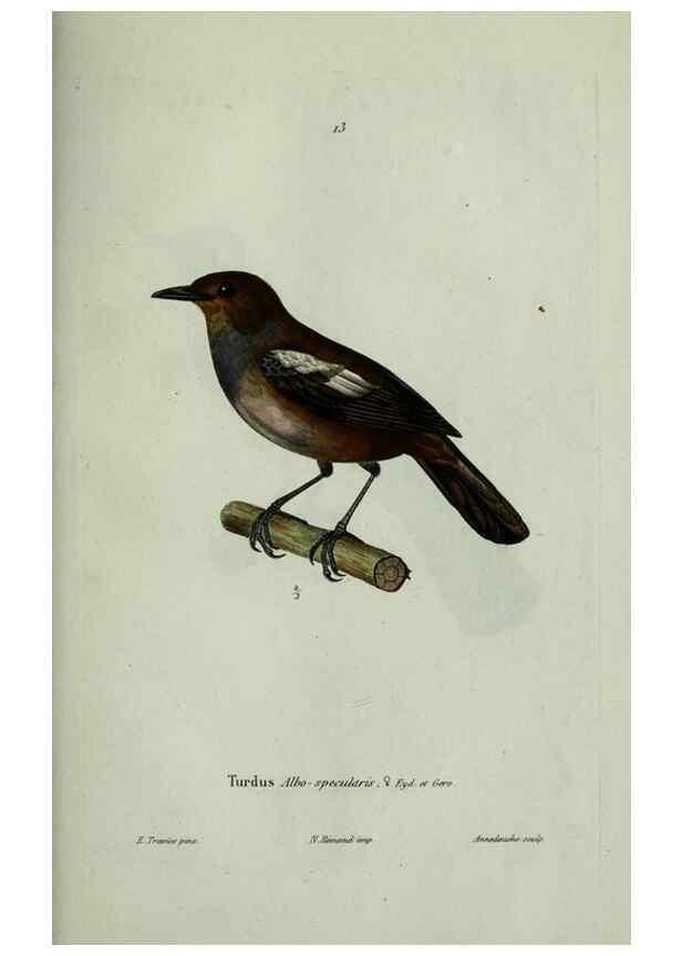 Reproducción/Reproduction 8203208550: Oiseaux /. Paris :A. Bertrand,1839