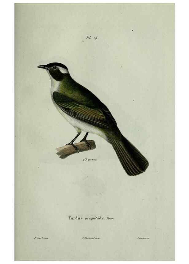 Reproducción/Reproduction 8202117797: Oiseaux /. Paris :A. Bertrand,1839