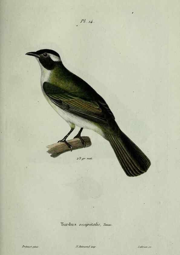 Reproducción/Reproduction 8202117797: Oiseaux /. Paris :A. Bertrand,1839