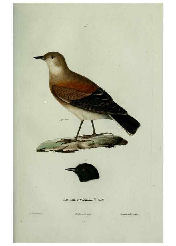 Reproducción/Reproduction 8202118175: Oiseaux /. Paris :A. Bertrand,1839