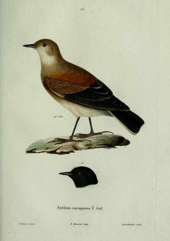 Reproducción/Reproduction 8202118175: Oiseaux /. Paris :A. Bertrand,1839