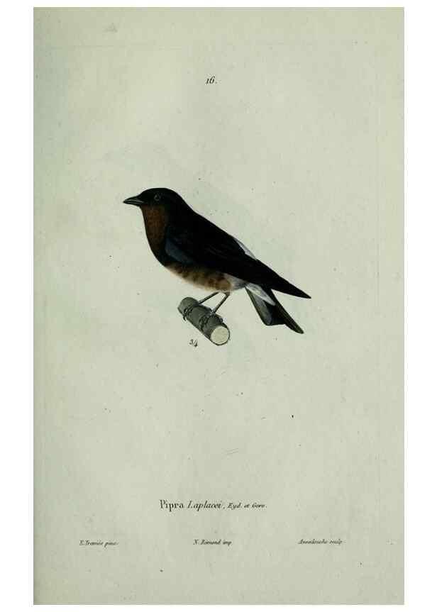 Reproducción/Reproduction 8203209718: Oiseaux /. Paris :A. Bertrand,1839