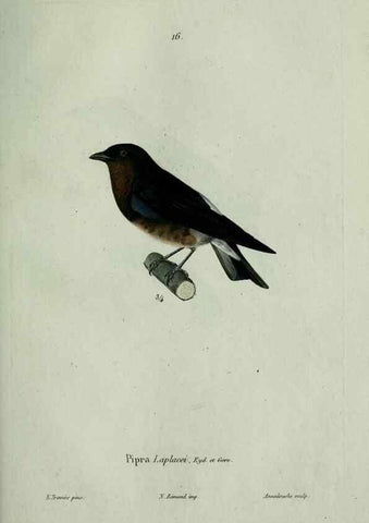 Reproducción/Reproduction 8203209718: Oiseaux /. Paris :A. Bertrand,1839