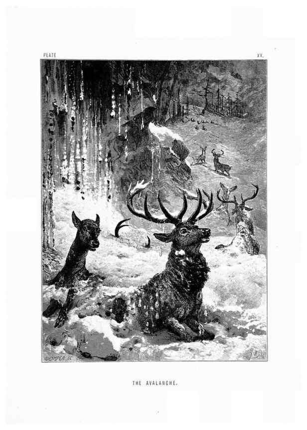 Reproducción/Reproduction 8200285834: The life and habits of wild animals,. London,A. Macmillan,1874.