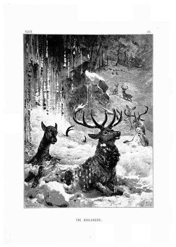 Reproducción/Reproduction 8200285834: The life and habits of wild animals,. London,A. Macmillan,1874.