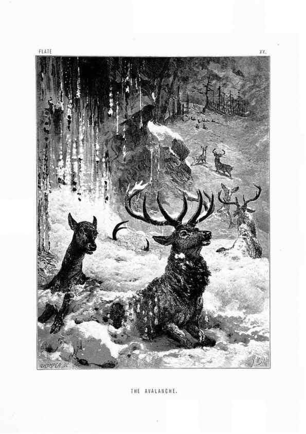 Reproducción/Reproduction 8200285834: The life and habits of wild animals,. London,A. Macmillan,1874.