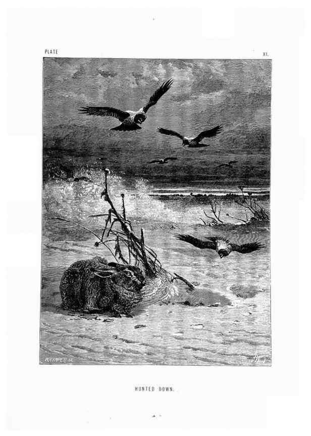 Reproducción/Reproduction 8200280924: The life and habits of wild animals,. London,A. Macmillan,1874.