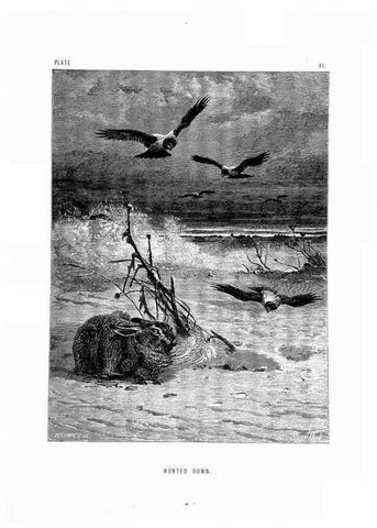 Reproducción/Reproduction 8200280924: The life and habits of wild animals,. London,A. Macmillan,1874.