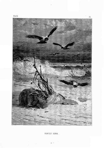 Reproducción/Reproduction 8200280924: The life and habits of wild animals,. London,A. Macmillan,1874.