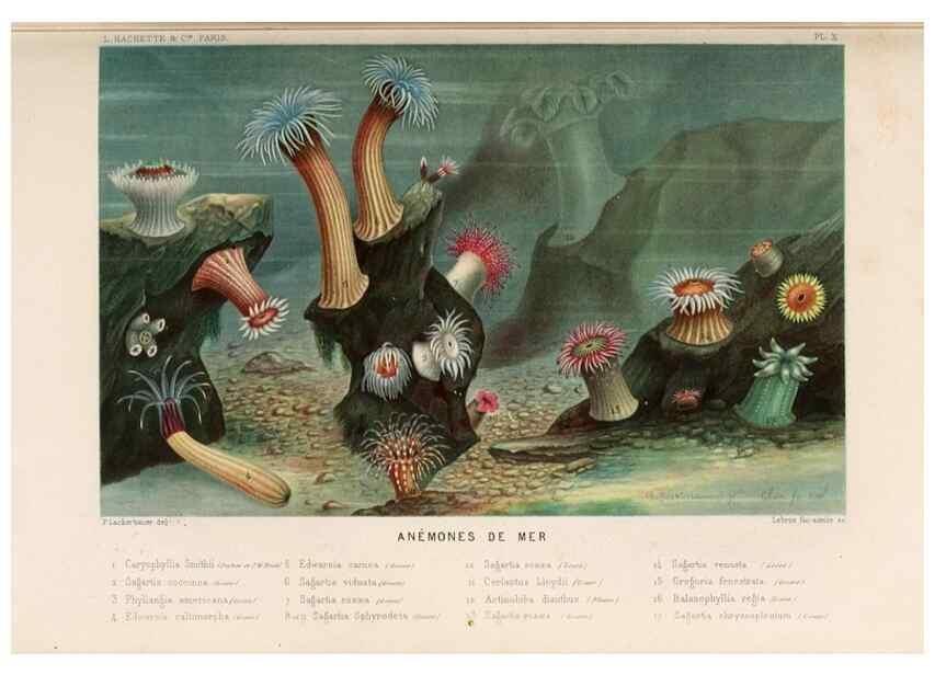 Reproducción/Reproduction 8202734535: Le monde de la mer .... Paris,L. Hachette & Cie,1866.