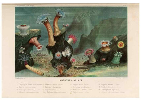 Reproducción/Reproduction 8202734535: Le monde de la mer .... Paris,L. Hachette & Cie,1866.