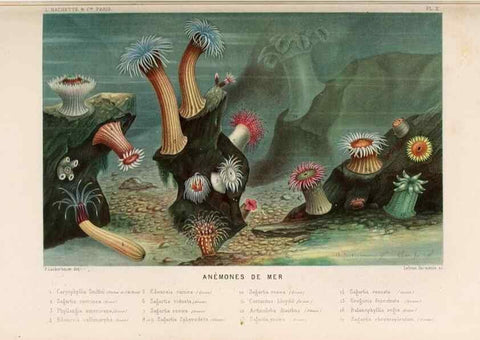 Reproducción/Reproduction 8202734535: Le monde de la mer .... Paris,L. Hachette & Cie,1866.