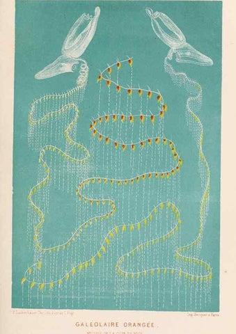 Reproducción/Reproduction 8202735353: Le monde de la mer .... Paris,L. Hachette & Cie,1866.