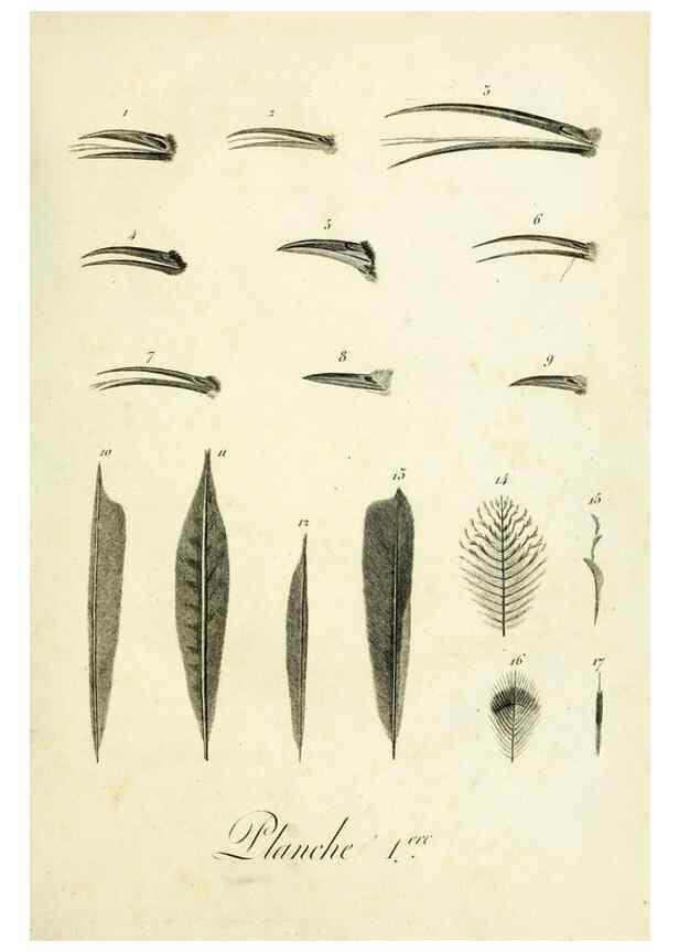 Reproducción/Reproduction 8221403394: Histoire naturelle et générale des grimpereaux et des oiseaux de paradis /. Paris :Desray ,an XI = 1802.