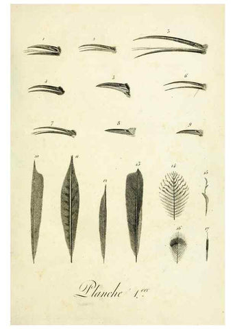 Reproducción/Reproduction 8221403394: Histoire naturelle et générale des grimpereaux et des oiseaux de paradis /. Paris :Desray ,an XI = 1802.