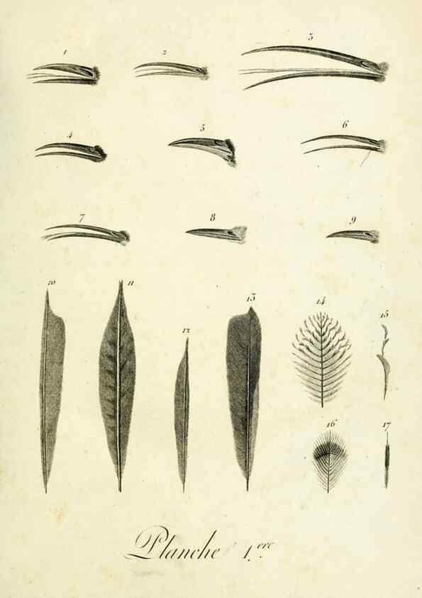 Reproducción/Reproduction 8221403394: Histoire naturelle et générale des grimpereaux et des oiseaux de paradis /. Paris :Desray ,an XI = 1802.