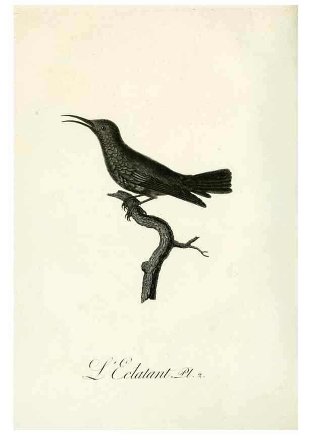 Reproducción/Reproduction 8220323819: Histoire naturelle et générale des grimpereaux et des oiseaux de paradis /. Paris :Desray ,an XI = 1802.
