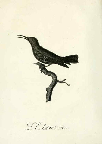 Reproducción/Reproduction 8220323819: Histoire naturelle et générale des grimpereaux et des oiseaux de paradis /. Paris :Desray ,an XI = 1802.