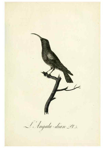 Reproducción/Reproduction 8220324169: Histoire naturelle et générale des grimpereaux et des oiseaux de paradis /. Paris :Desray ,an XI = 1802.