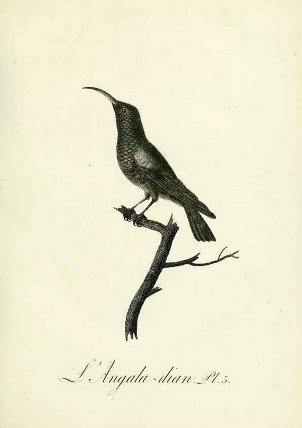 Reproducción/Reproduction 8220324169: Histoire naturelle et générale des grimpereaux et des oiseaux de paradis /. Paris :Desray ,an XI = 1802.