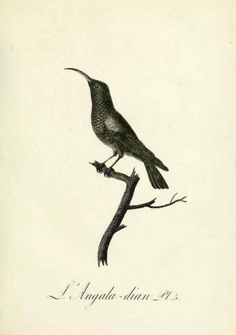 Reproducción/Reproduction 8220324169: Histoire naturelle et générale des grimpereaux et des oiseaux de paradis /. Paris :Desray ,an XI = 1802.