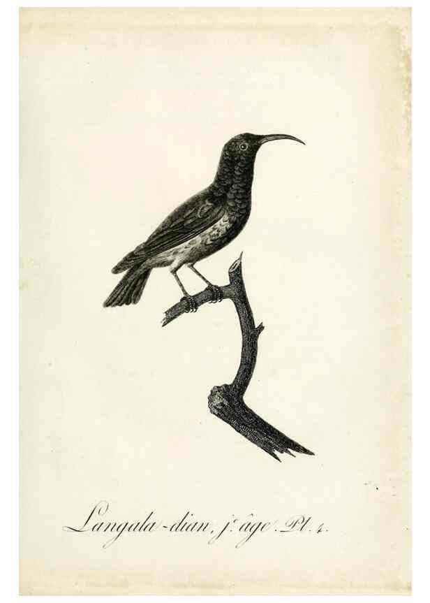 Reproducción/Reproduction 8221404686: Histoire naturelle et générale des grimpereaux et des oiseaux de paradis /. Paris :Desray ,an XI = 1802.