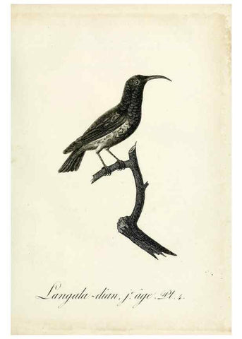 Reproducción/Reproduction 8221404686: Histoire naturelle et générale des grimpereaux et des oiseaux de paradis /. Paris :Desray ,an XI = 1802.