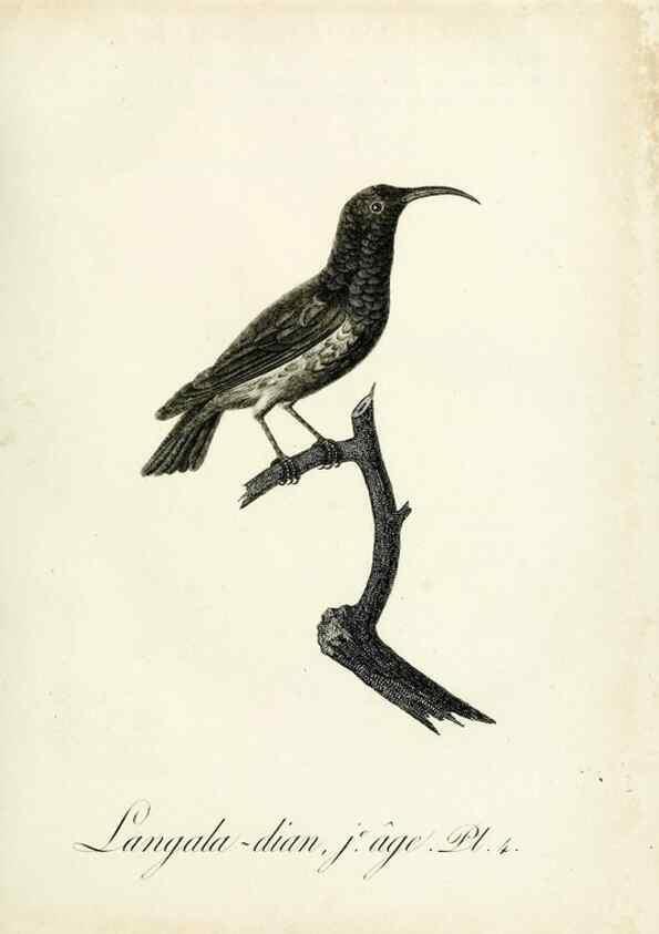 Reproducción/Reproduction 8221404686: Histoire naturelle et générale des grimpereaux et des oiseaux de paradis /. Paris :Desray ,an XI = 1802.