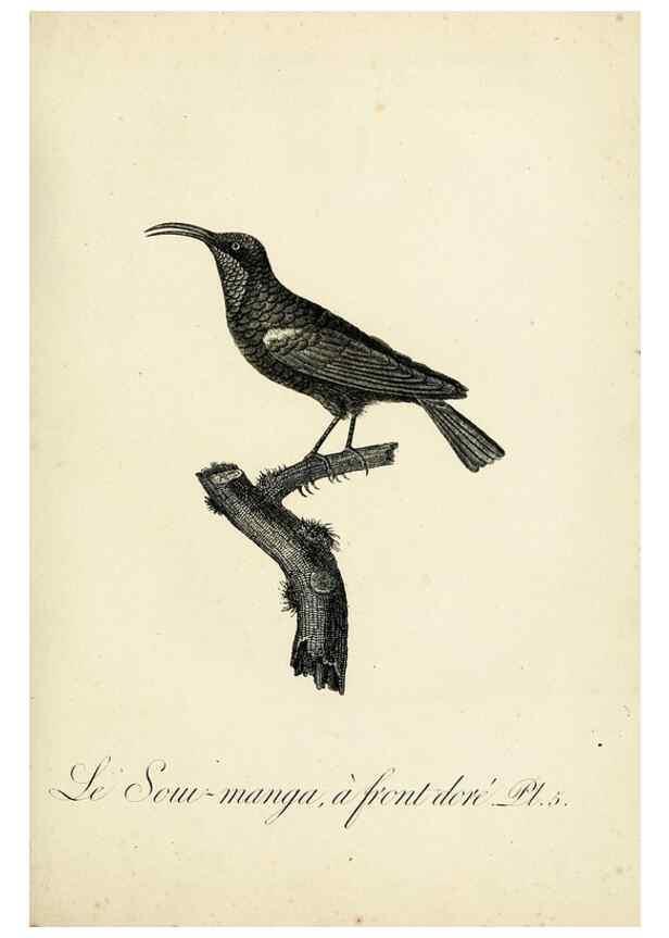 Reproducción/Reproduction 8221405610: Histoire naturelle et générale des grimpereaux et des oiseaux de paradis /. Paris :Desray ,an XI = 1802.