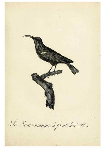 Reproducción/Reproduction 8221405610: Histoire naturelle et générale des grimpereaux et des oiseaux de paradis /. Paris :Desray ,an XI = 1802.