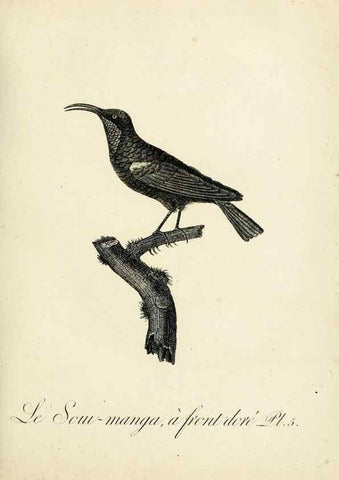 Reproducción/Reproduction 8221405610: Histoire naturelle et générale des grimpereaux et des oiseaux de paradis /. Paris :Desray ,an XI = 1802.