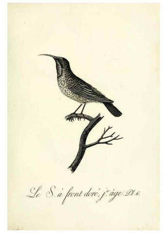 Reproducción/Reproduction 8220325913: Histoire naturelle et générale des grimpereaux et des oiseaux de paradis /. Paris :Desray ,an XI = 1802.