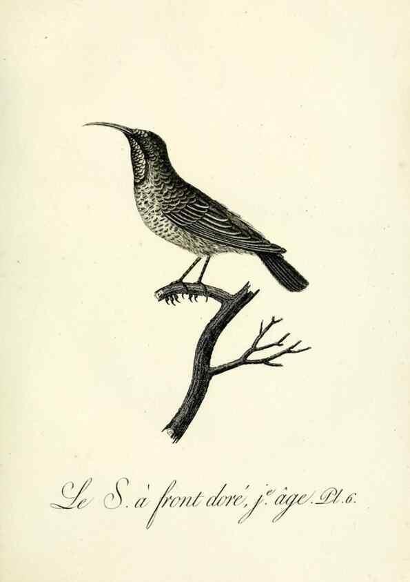Reproducción/Reproduction 8220325913: Histoire naturelle et générale des grimpereaux et des oiseaux de paradis /. Paris :Desray ,an XI = 1802.