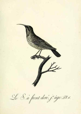 Reproducción/Reproduction 8220325913: Histoire naturelle et générale des grimpereaux et des oiseaux de paradis /. Paris :Desray ,an XI = 1802.