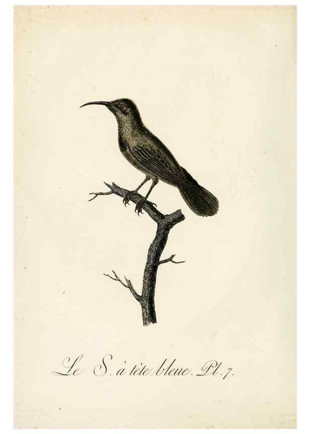 Reproducción/Reproduction 8221406442: Histoire naturelle et générale des grimpereaux et des oiseaux de paradis /. Paris :Desray ,an XI = 1802.