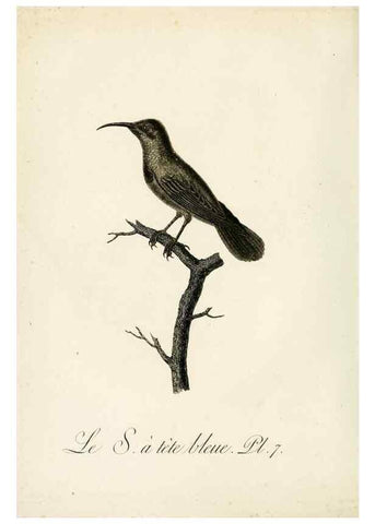 Reproducción/Reproduction 8221406442: Histoire naturelle et générale des grimpereaux et des oiseaux de paradis /. Paris :Desray ,an XI = 1802.