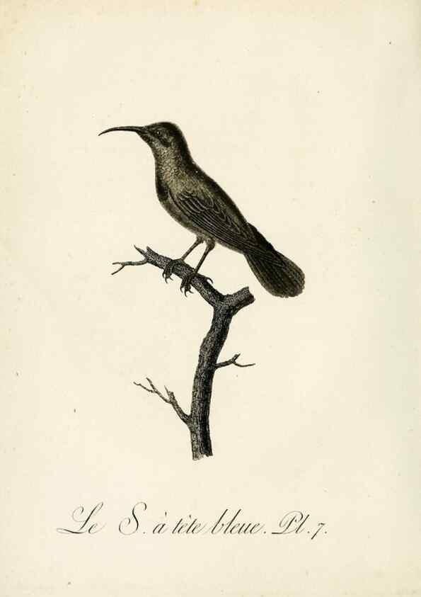 Reproducción/Reproduction 8221406442: Histoire naturelle et générale des grimpereaux et des oiseaux de paradis /. Paris :Desray ,an XI = 1802.