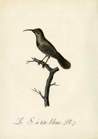 Reproducción/Reproduction 8221406442: Histoire naturelle et générale des grimpereaux et des oiseaux de paradis /. Paris :Desray ,an XI = 1802.