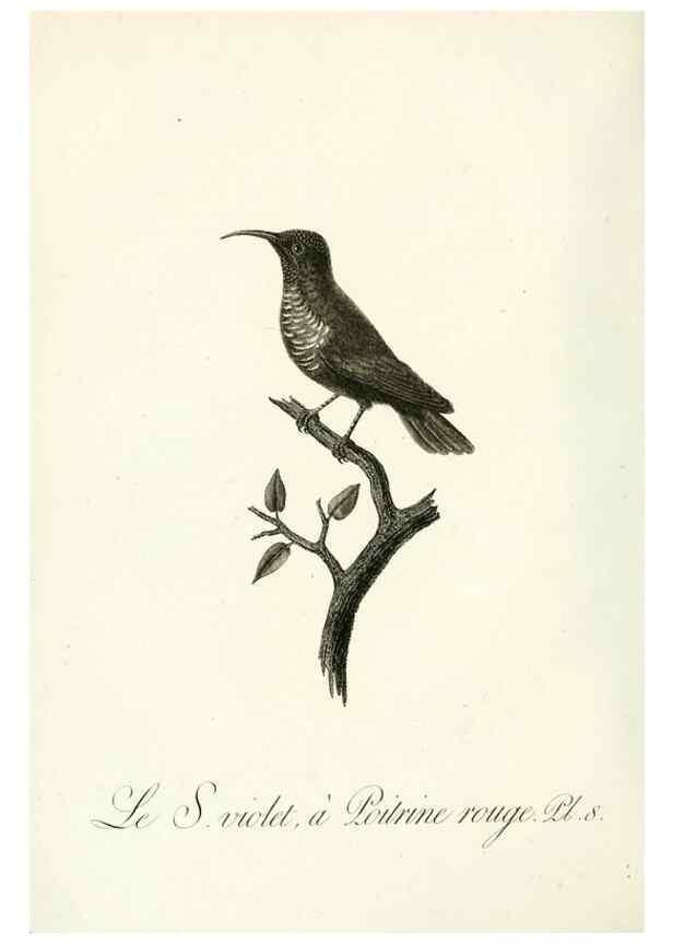 Reproducción/Reproduction 8221407028: Histoire naturelle et générale des grimpereaux et des oiseaux de paradis /. Paris :Desray ,an XI = 1802.