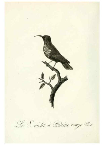 Reproducción/Reproduction 8221407028: Histoire naturelle et générale des grimpereaux et des oiseaux de paradis /. Paris :Desray ,an XI = 1802.