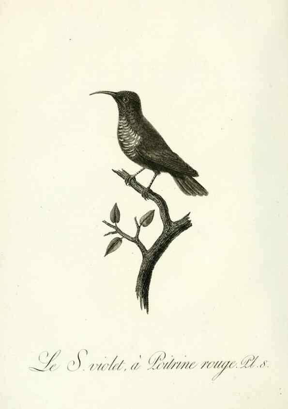 Reproducción/Reproduction 8221407028: Histoire naturelle et générale des grimpereaux et des oiseaux de paradis /. Paris :Desray ,an XI = 1802.