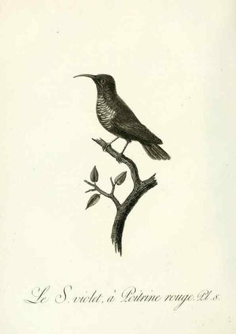 Reproducción/Reproduction 8221407028: Histoire naturelle et générale des grimpereaux et des oiseaux de paradis /. Paris :Desray ,an XI = 1802.