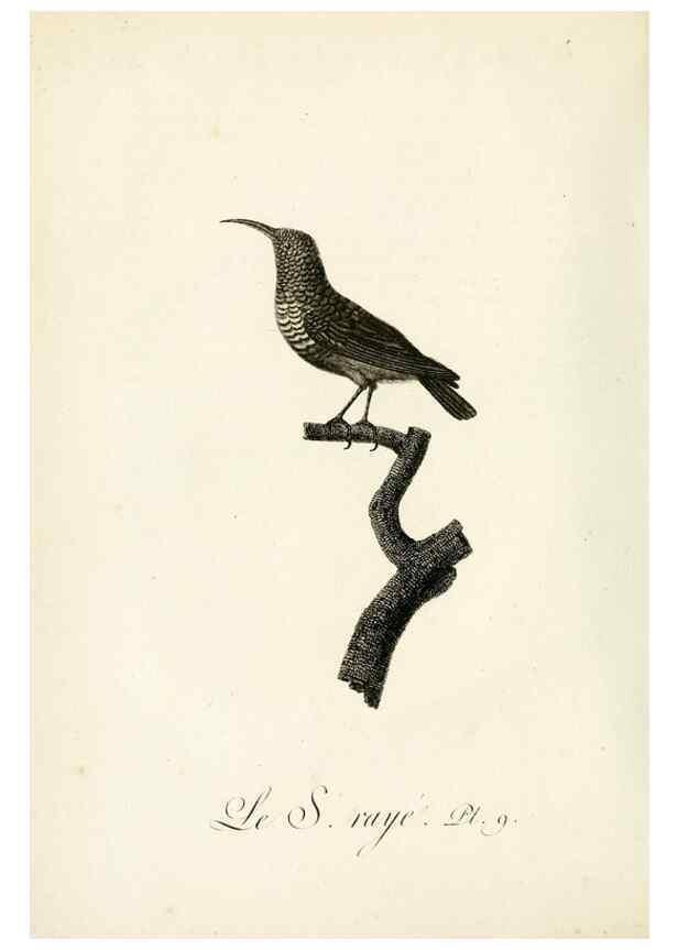 Reproducción/Reproduction 8221407386: Histoire naturelle et générale des grimpereaux et des oiseaux de paradis /. Paris :Desray ,an XI = 1802.