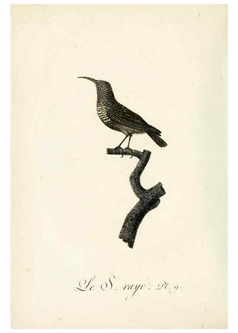 Reproducción/Reproduction 8221407386: Histoire naturelle et générale des grimpereaux et des oiseaux de paradis /. Paris :Desray ,an XI = 1802.